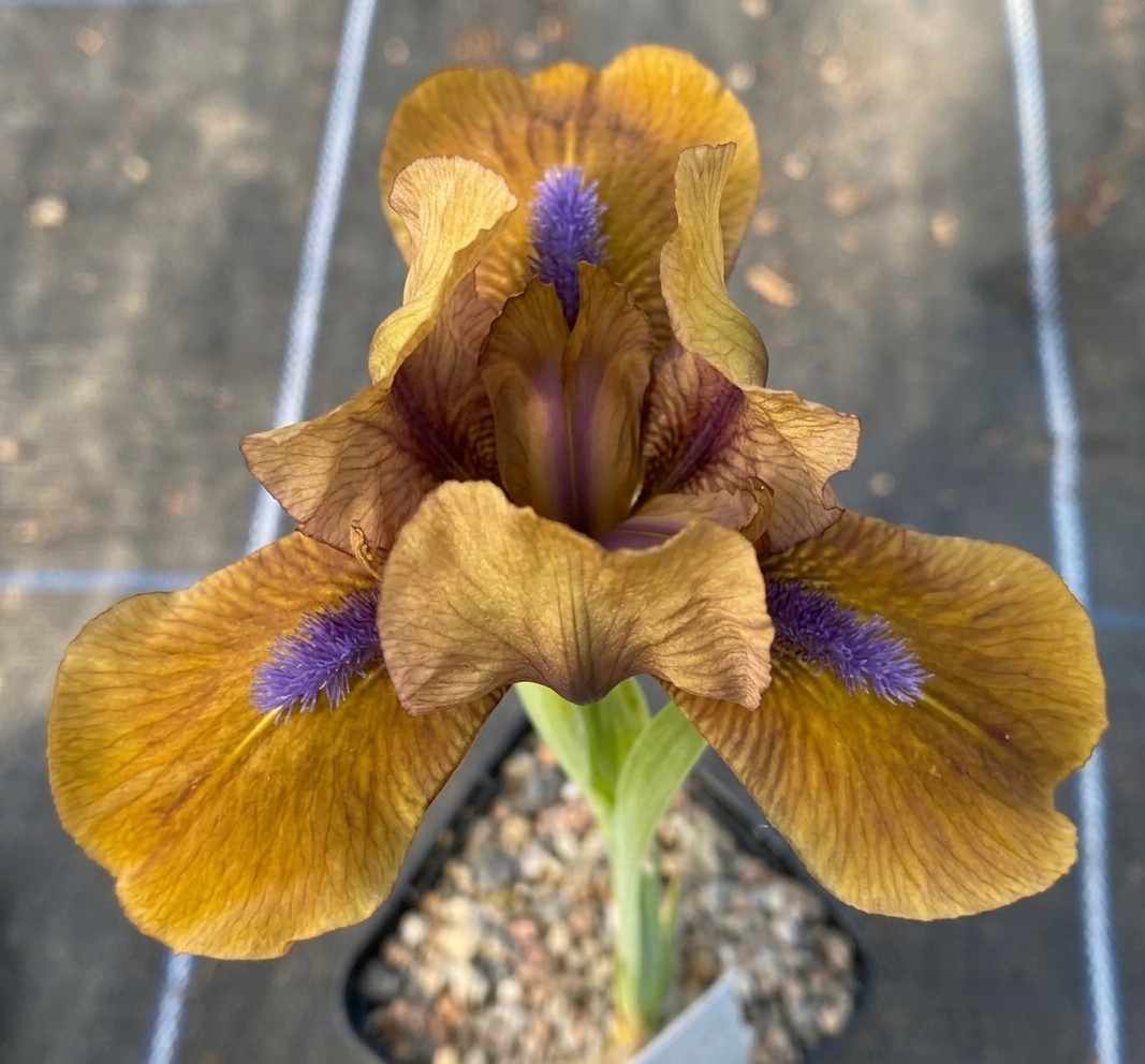 Iris 'Gingerbread Man'